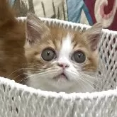 マンチカン(短足)