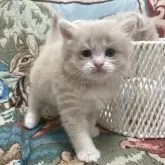 マンチカン(長足)