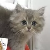 ブリティッシュショートヘア