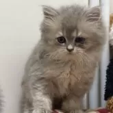 ブリティッシュショートヘア