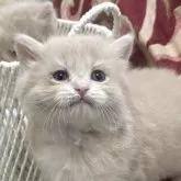 マンチカン(長足)