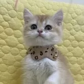 ブリティッシュショートヘア【埼玉県・男の子・2024年12月3日・ゴールデン】の写真1「ご飯しっかり食べてトイレも完璧です♪お留守番もできるよー」