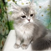 ブリティッシュショートヘア