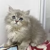ブリティッシュショートヘア