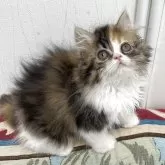 ミヌエット(長足)【埼玉県・女の子・2025年5月5日・キャリコ】の写真2