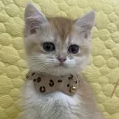 ブリティッシュショートヘア【埼玉県・男の子・2024年12月3日・ゴールデン】の写真2