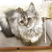 マンチカン(短足)【埼玉県・男の子・2025年7月9日・ブラウン】の写真2