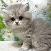 マンチカン(長足)【埼玉県・女の子・2025年10月2日・ブルークリーム】の写真3