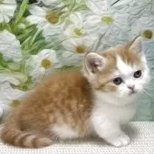 ミヌエット(長足)【埼玉県・男の子・2025年4月24日・レッド&ホワイト】の写真4