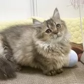 マンチカン(短足)【埼玉県・男の子・2025年7月9日・ブラウン】の写真4