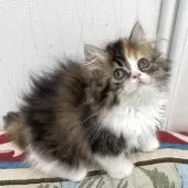 ミヌエット(長足)【埼玉県・女の子・2025年5月5日・キャリコ】の写真4