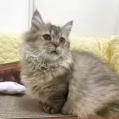 マンチカン(短足)【埼玉県・男の子・2025年7月9日・ブラウン】の写真5