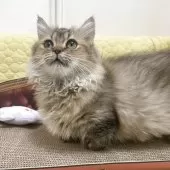 マンチカン(短足)【埼玉県・男の子・2025年7月9日・ブラウン】の写真6