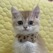 ブリティッシュショートヘア【埼玉県・男の子・2024年12月3日・ゴールデン】の写真6