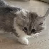 マンチカン(短足)【埼玉県・男の子・2024年10月22日・シルバータビー&ホワイト】の写真2