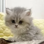 マンチカン(長足)【埼玉県・女の子・2025年10月2日・ブルークリーム】の写真6