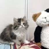 ミヌエット(長足)【埼玉県・女の子・2025年5月5日・キャリコ】の写真8