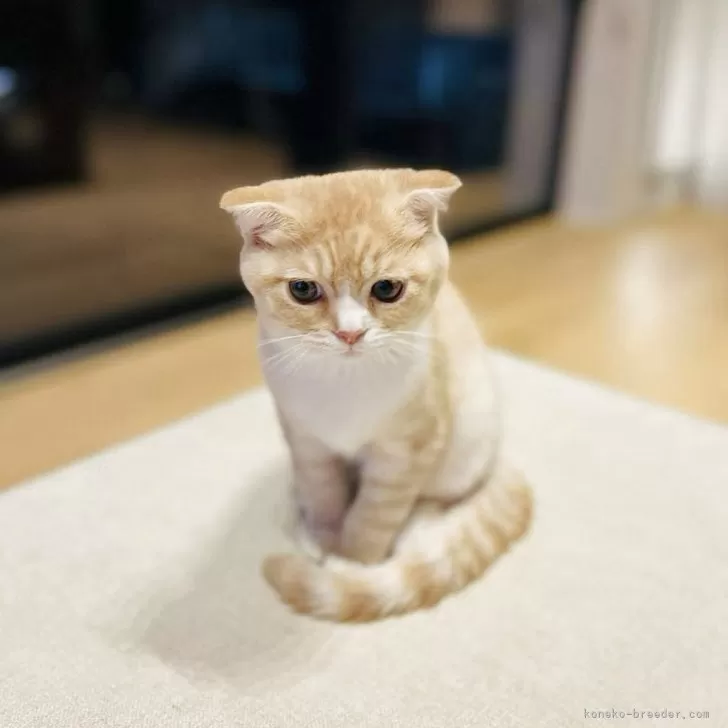 スコティッシュフォールド(折れ耳)【長野県・男の子・2025年6月1日・クリームタビー】の写真1「そばに寄ってきて、膝の上に乗って、喉を鳴らして甘えてきます。甘えん坊でとても人懐っこい子です☺️」