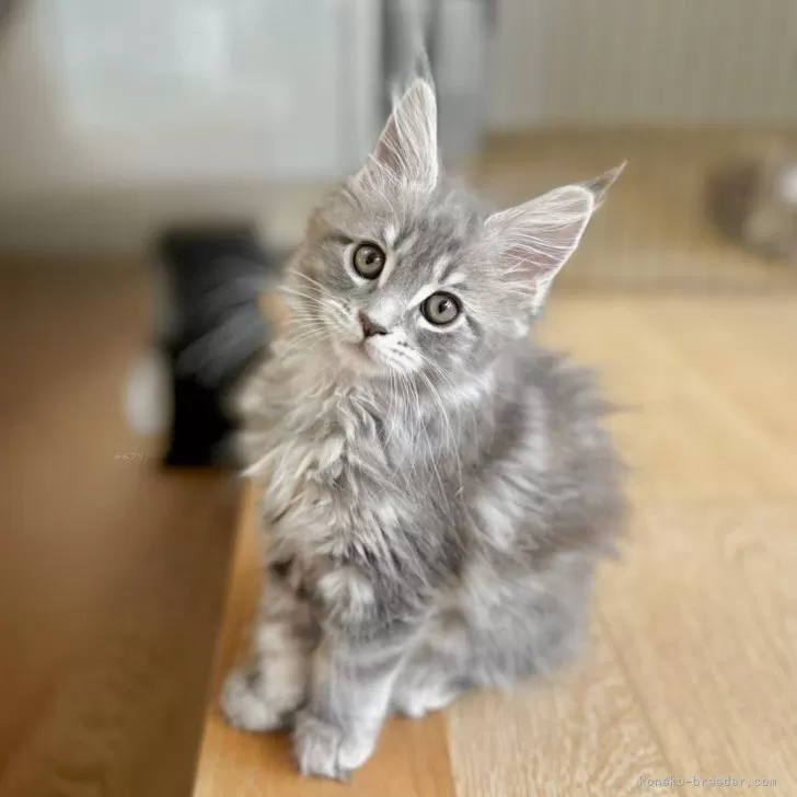 R.S 様のお迎えした子猫