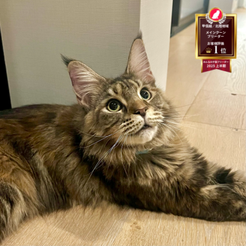 メインクーン【長野県・女の子・2024年8月13日・ブラウンタビー（ふんわりゴージャス）】の写真「避妊手術済み。人懐っこく、かわいい女の子です🥰」