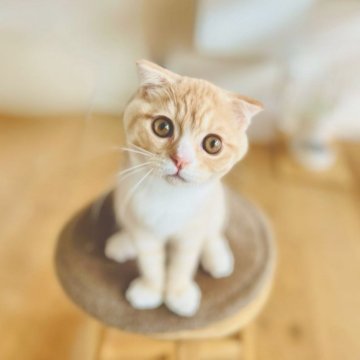 スコティッシュフォールド(折れ耳)【長野県・男の子・2025年6月1日・クリームタビー】の写真「おとなしくて人懐っこく、とても癒される子です☺️」