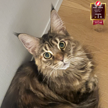 メインクーン【長野県・女の子・2024年8月13日・ブラウンタビー（ふんわりゴージャス）】の写真「避妊手術済み。人懐っこく、かわいい女の子です🥰」