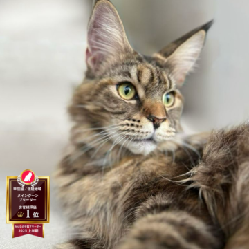 ハンドメイド 羊毛フェルト メイクーン ブラウンタビー ブラウン系の