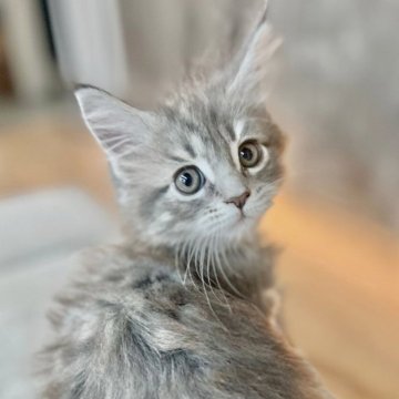 メインクーン【長野県・女の子・2025年5月14日・ブルータビー】の写真「人気のくすみカラーがとってもキュート❤️」