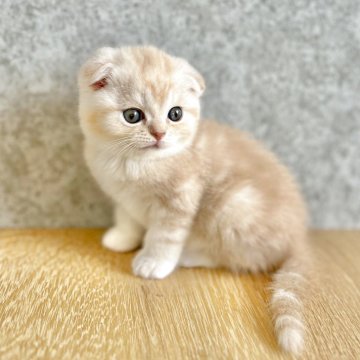 スコティッシュフォールド(折れ耳)【長野県・男の子・2025年6月1日・クリームタビー】の写真「折れ耳がかわいいクリームタビーです☺️」