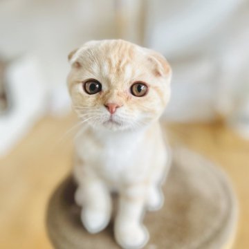 スコティッシュフォールド(折れ耳)【長野県・男の子・2025年6月1日・クリームタビー】の写真「両親に似ておとなしくて、とても飼いやすい子です😄」