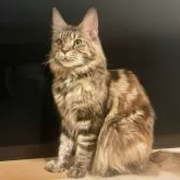 メインクーン