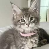 メインクーン【長野県・女の子・2024年11月26日・ブルーパッチドタビー】の写真1「家族全員（パパ、ママ、きょうだい）見学できます！」