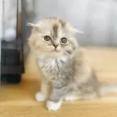 スコティッシュフォールド(折れ耳)