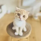 スコティッシュフォールド(折れ耳)