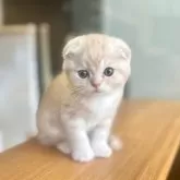スコティッシュフォールド(折れ耳)