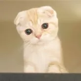 スコティッシュフォールド(折れ耳)