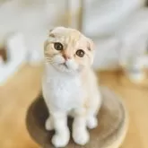 スコティッシュフォールド(折れ耳)