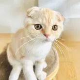 スコティッシュフォールド(折れ耳)