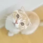 スコティッシュフォールド(折れ耳)【長野県・男の子・2025年6月1日・クリームタビー】の写真7