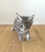 メインクーン【長野県・女の子・2024年11月26日・ブルーパッチドタビー】の写真3