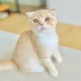 スコティッシュフォールド(折れ耳)【長野県・男の子・2025年6月1日・クリームタビー】の写真3