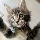 メインクーン【長野県・男の子・2026年1月22日・ブラウンタビー】の写真7