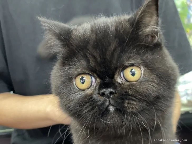 ID：2107-00317の子猫