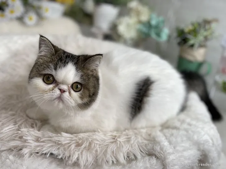 ID：2201-00189の子猫