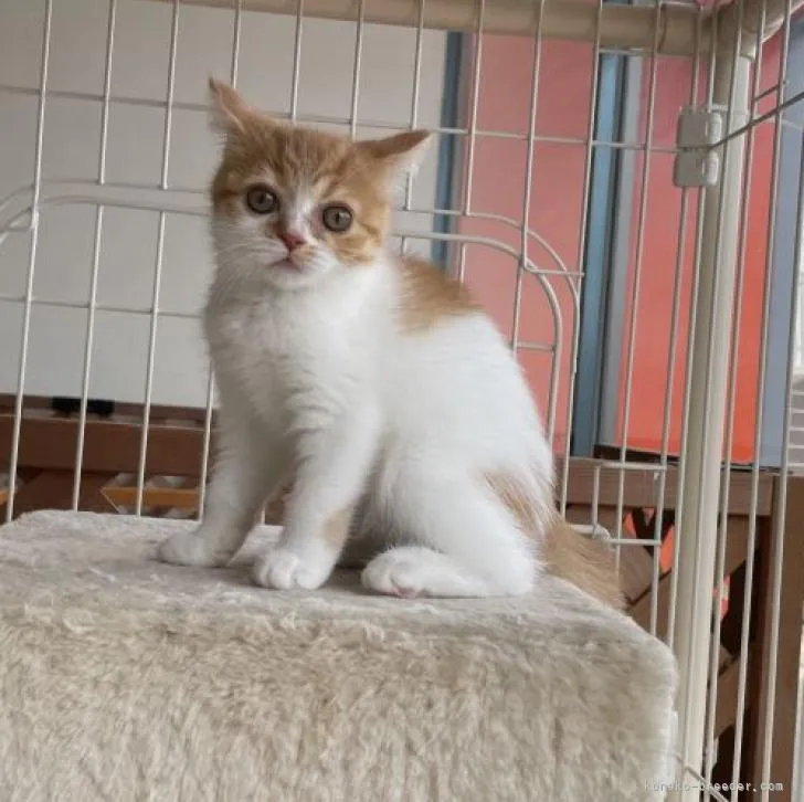 ID：2206-00466の子猫