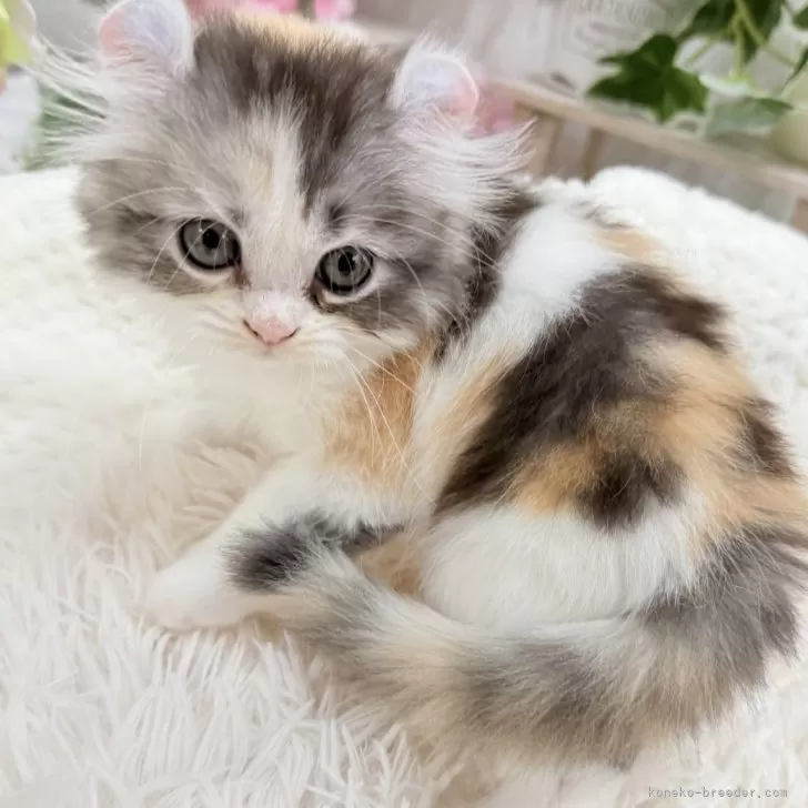 ID：2510-00682の子猫