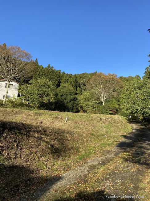 空気も水もキレイな自然豊かな山の猫舎です｜森下　豊子(もりした　とよこ)ブリーダー(福島県・ノルウェージャンフォレストキャット・ICC登録)の紹介写真1