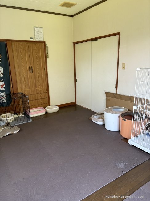 離れの別の部屋です｜森下　豊子(もりした　とよこ)ブリーダー(福島県・ノルウェージャンフォレストキャットなど・ICC登録)の紹介写真3