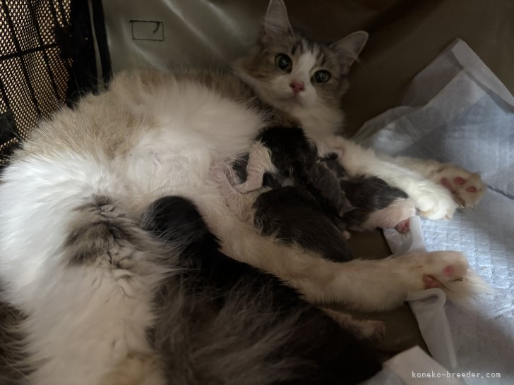 9月13日母猫サマンサが5匹出産しました｜森下　豊子(もりした　とよこ)ブリーダー(福島県・ノルウェージャンフォレストキャットなど・ICC登録)の紹介写真4