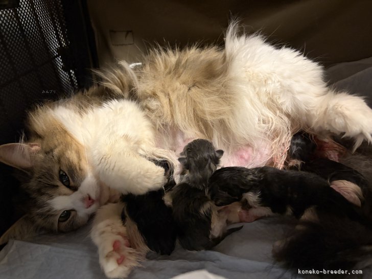 3/27母猫サマンサ4匹出産　ブラウン2匹ブルー2匹｜森下　豊子(もりした　とよこ)ブリーダー(福島県・ノルウェージャンフォレストキャットなど・ICC登録)の紹介写真7